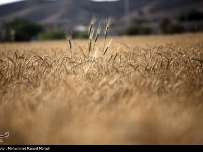 خرید بیش از ۷۰۵ هزار تن گندم تضمینی در همدان/ تحویل حدود ۷۰ هزار تن گندم در نهاوند