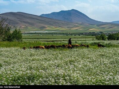 نهاوند؛ قطب طلایی تولید گیاهان دارویی کشور