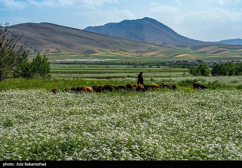 نهاوند؛ قطب طلایی تولید گیاهان دارویی کشور
