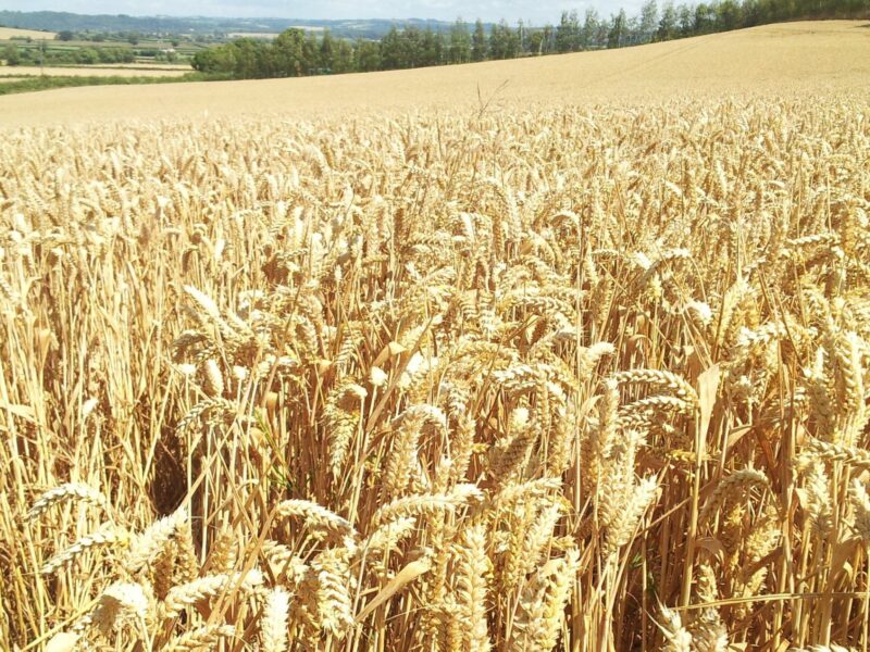 نهاوند رتبه برتر کیفیت گندم در استان همدان